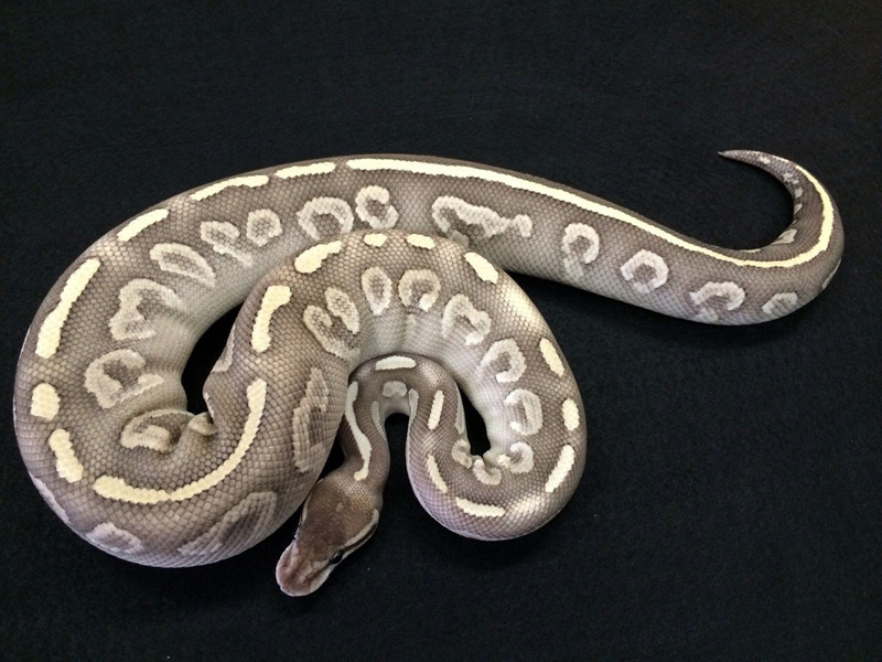 Super Mystic Het Red Axanthic