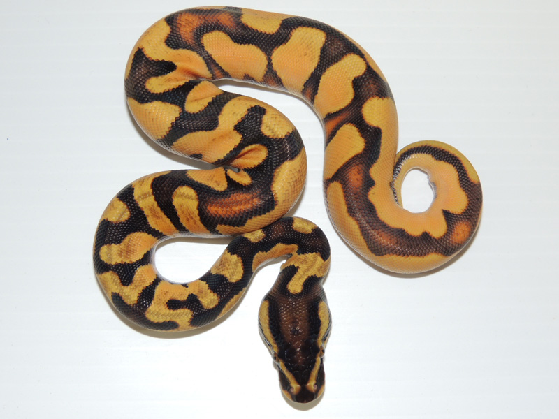 Super Orange Dream Enchi Yellow Belly