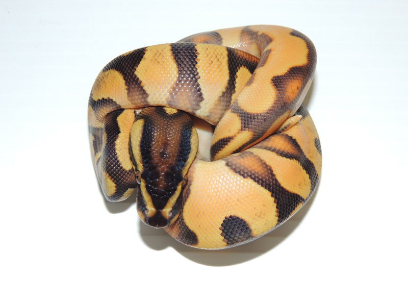 Super Orange Dream Enchi Yellow Belly