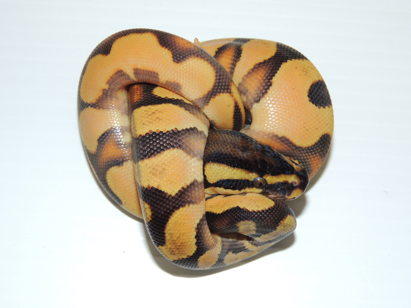 Super Orange Dream Enchi Yellow Belly