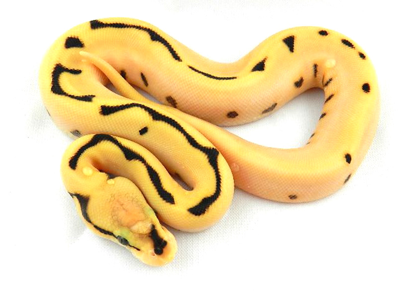 Super Orange Dream Fire Spider Yellow Belly