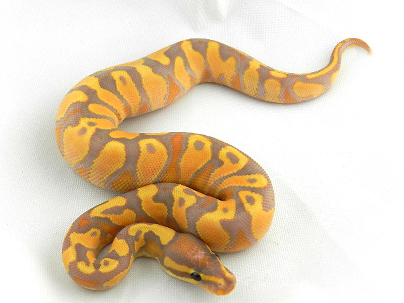 Super Orange Dream Yellow Belly Banana Morph List World Of Ball Pythons