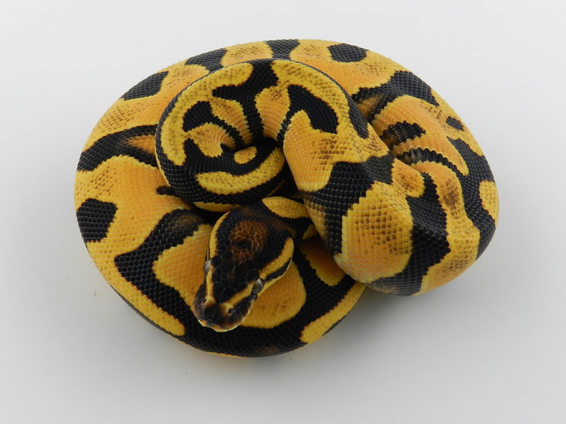 Super Orange Dream Yellow Belly