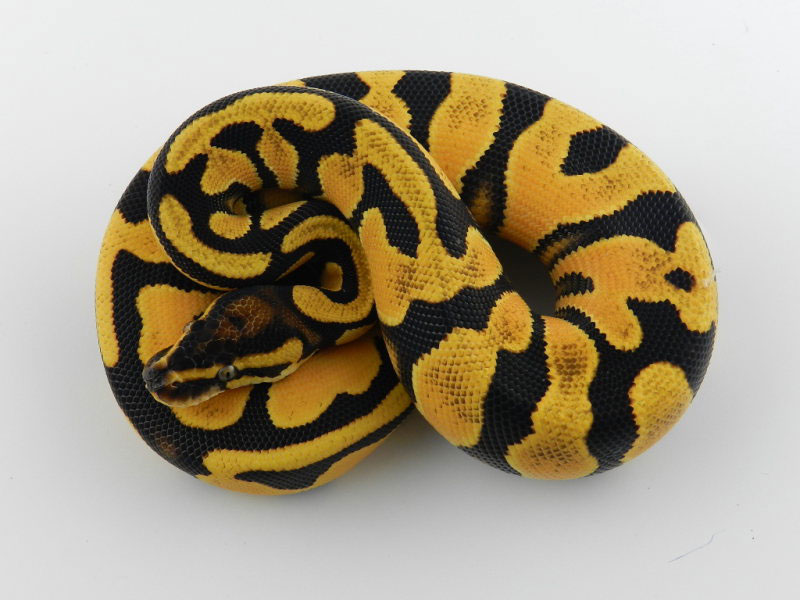 Super Orange Dream Yellow Belly