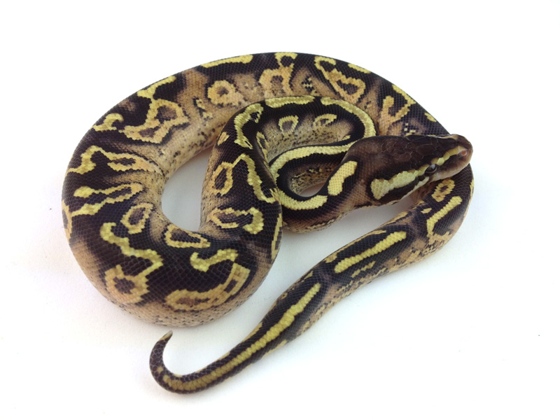 Super Paint Pastel Yellow Belly