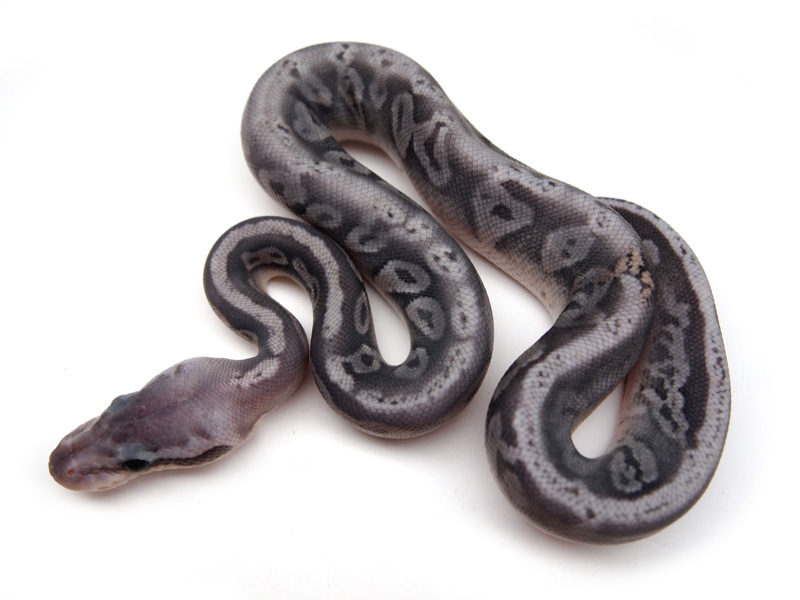 Super Pastel Black Pastel Orange Ghost Granite (Dom)