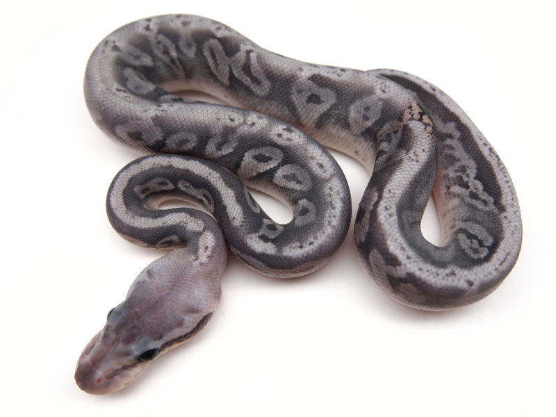 Super Pastel Black Pastel Orange Ghost Granite (Dom)