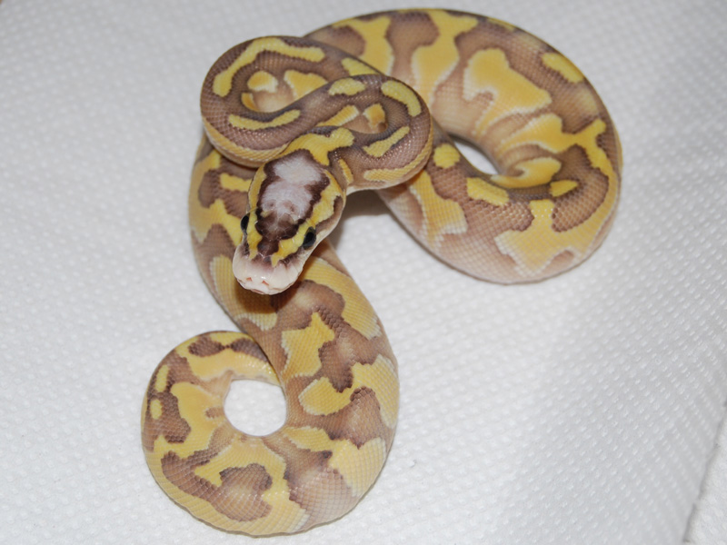 Super Pastel Butter Enchi