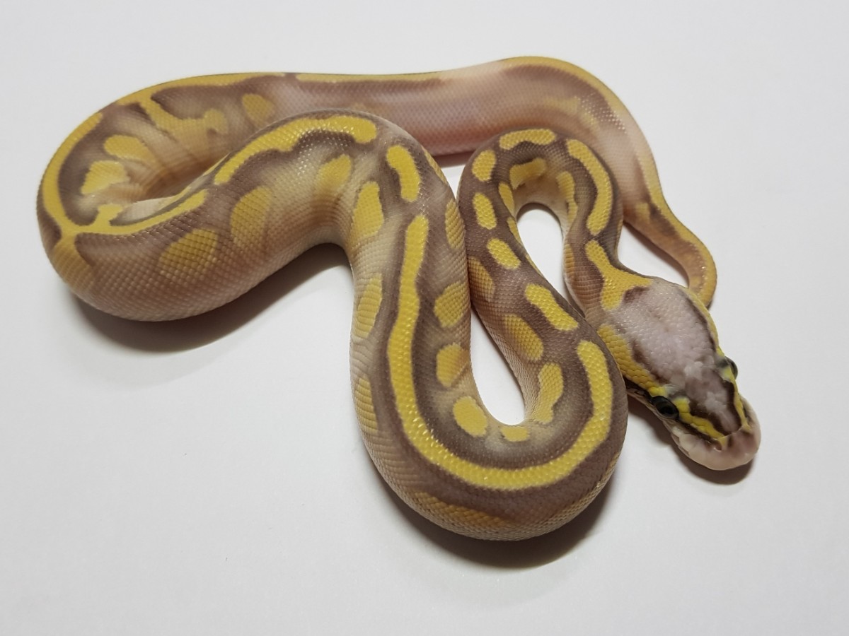 Super Pastel Butter Enchi