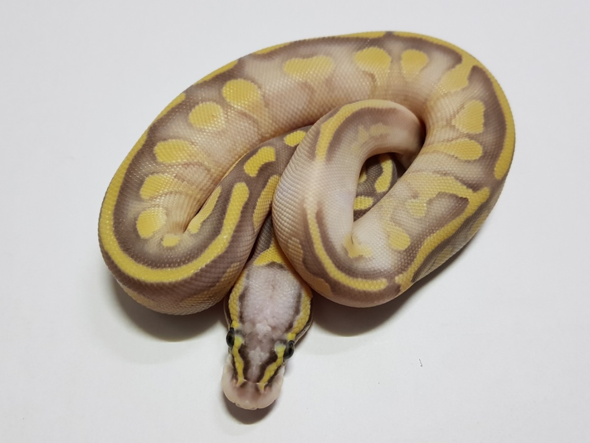 Super Pastel Butter Enchi