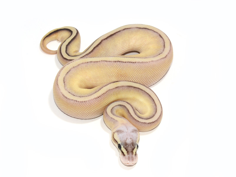 Super Pastel Butter Genetic Stripe