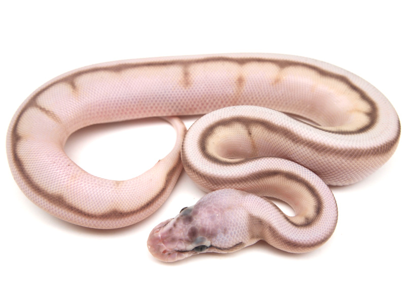 Super Pastel Butter Spider Genetic Stripe