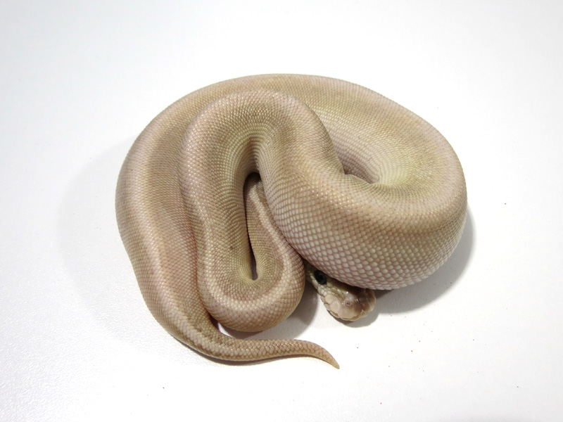 Super Pastel Cinnamon Butter Pinstripe