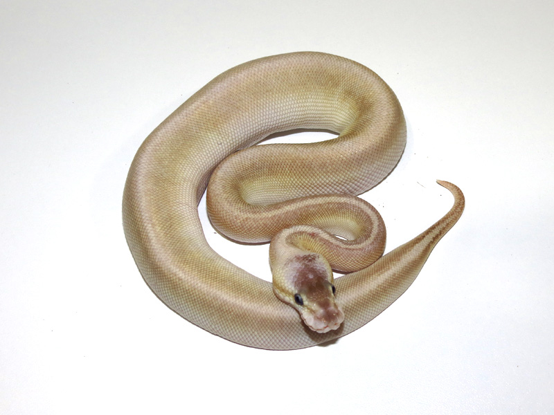 Super Pastel Cinnamon Butter Pinstripe