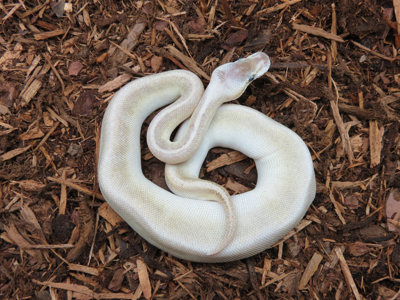 Super Pastel Cinnamon Butter Pinstripe