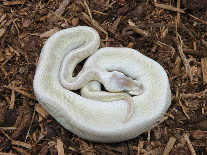 Super Pastel Cinnamon Butter Pinstripe