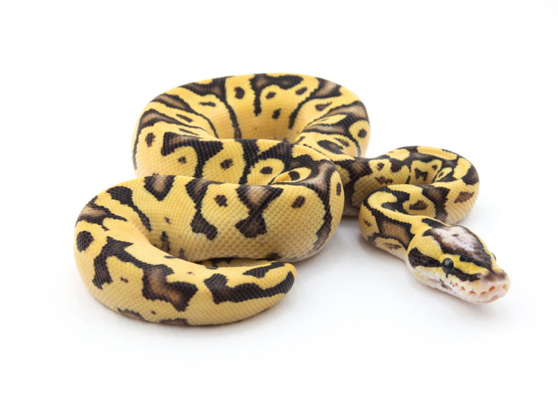 Super Pastel Enchi Fire