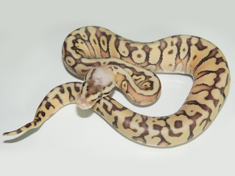 Super Pastel Enchi Granite Hidden Gene Woma