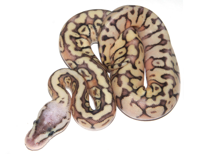 Super Pastel Enchi Granite Hidden Gene Woma