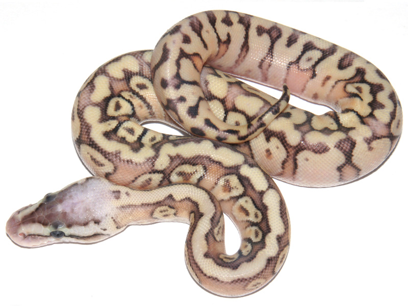 Super Pastel Enchi Granite Hidden Gene Woma