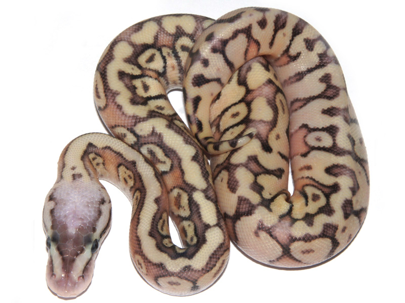 Super Pastel Enchi Granite Hidden Gene Woma