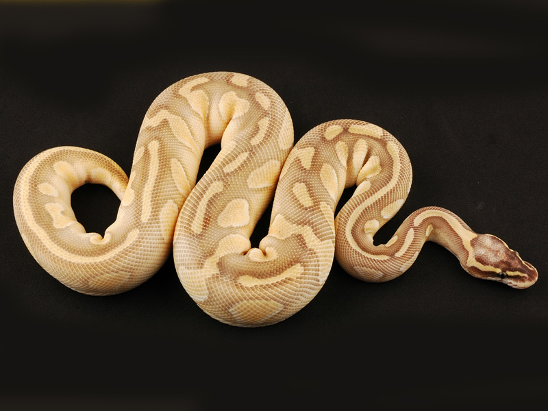 Super Pastel Enchi Lesser Nova