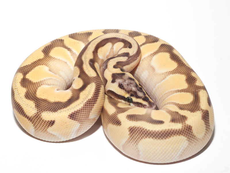 Super Pastel Enchi Lesser