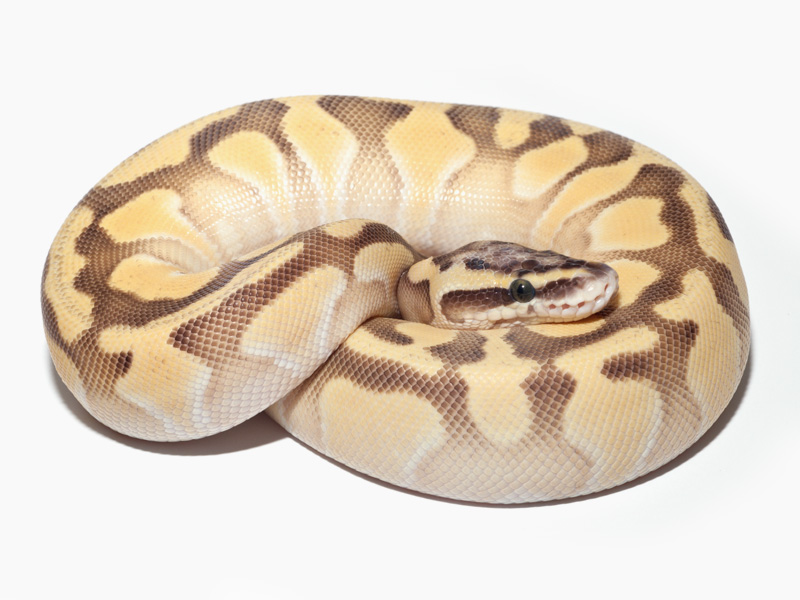 Super Pastel Enchi Lesser