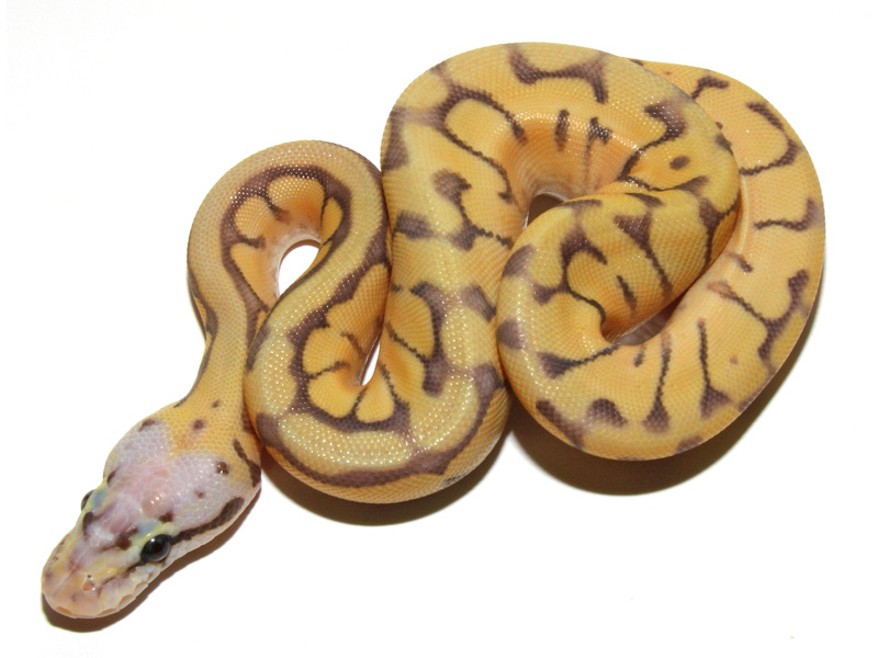 Super Pastel Enchi Mojave Spider