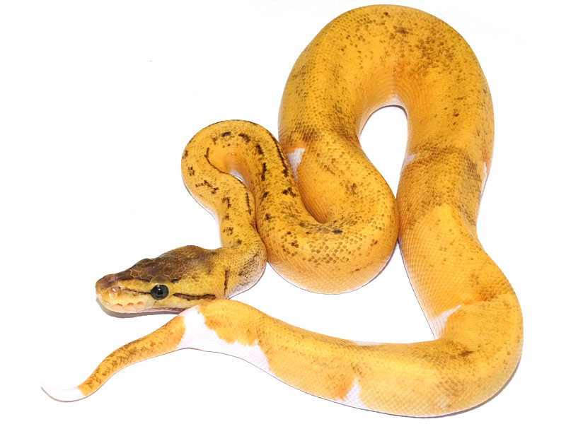 Super Pastel Enchi Pied Pinstripe