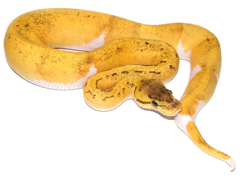 Super Pastel Enchi Pied Pinstripe