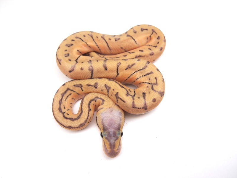 Super Pastel Enchi Pinstripe