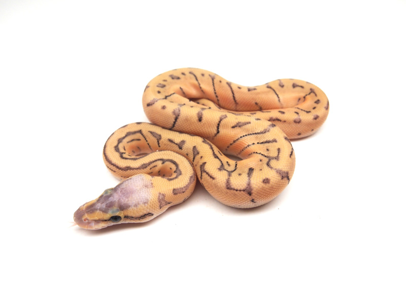 Super Pastel Enchi Pinstripe