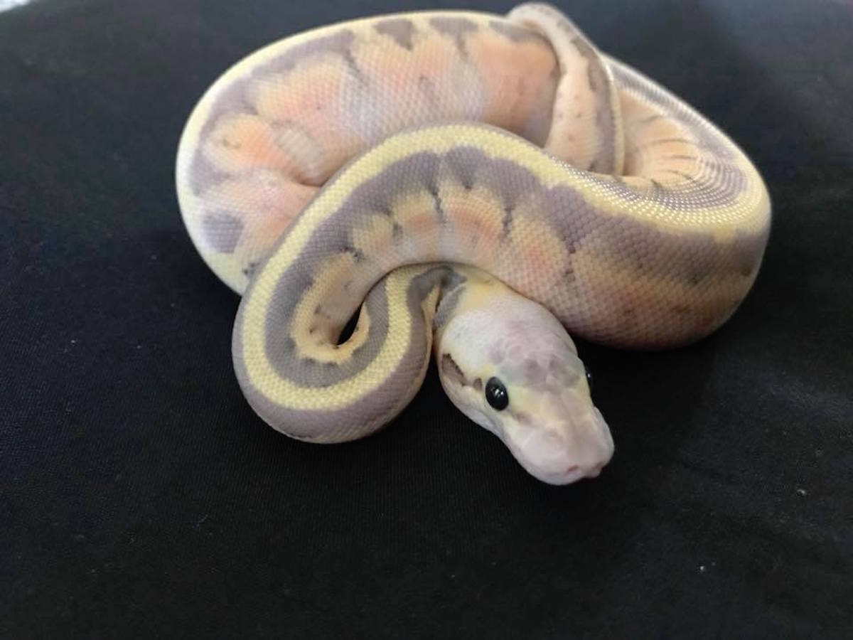 Super Pastel Enchi Pinstripe