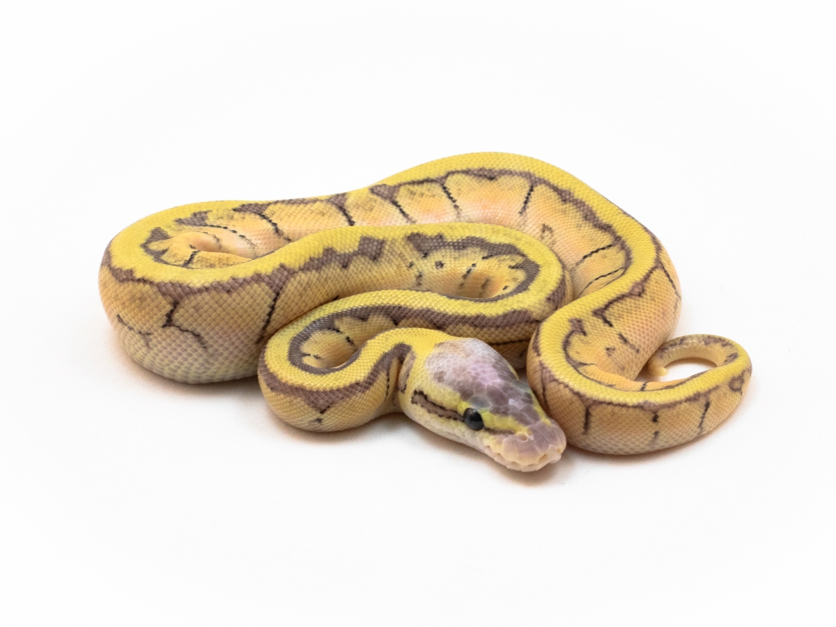 Super Pastel Enchi Pinstripe