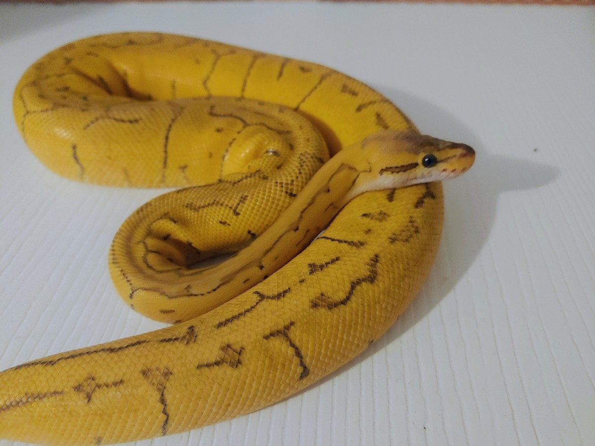 Super Pastel Enchi Pinstripe