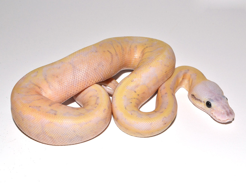 Super Pastel Fire Yellow Belly Pinstripe