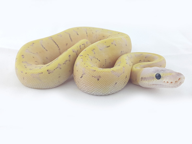 Gallery of Fire Pinstripe Ball Python.