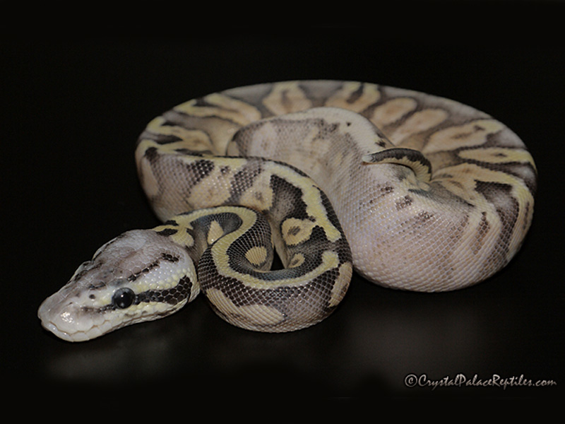 Super Pastel Flame (Noah Line Calico)