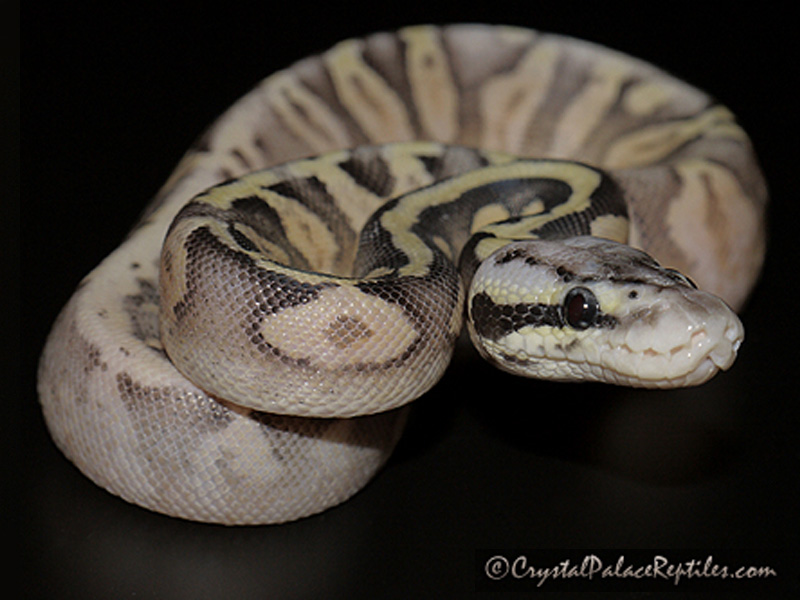 Super Pastel Flame (Noah Line Calico)