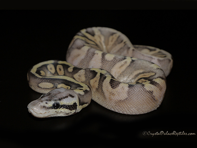 Super Pastel Flame (Noah Line Calico)