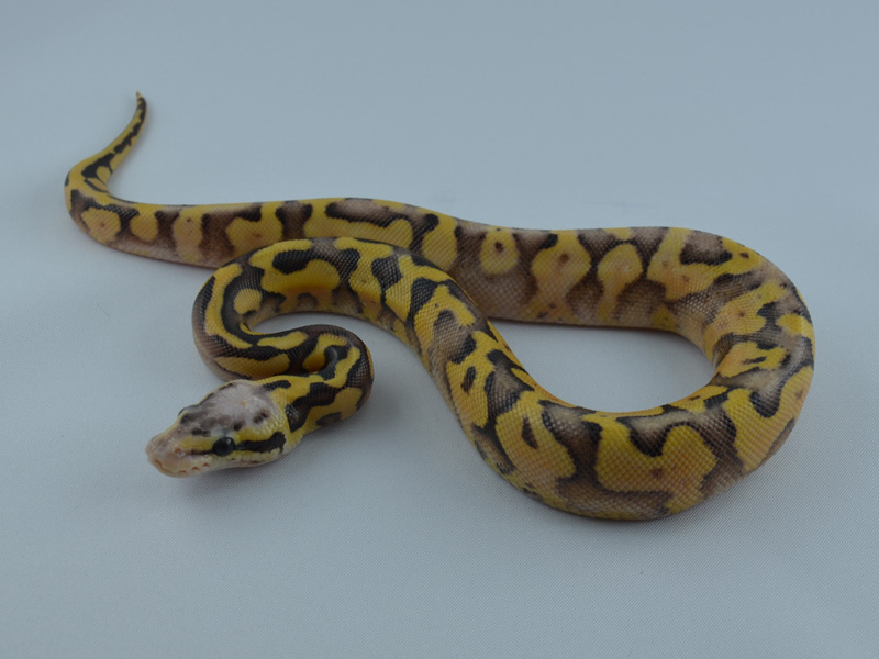 Super Pastel Genetic Banded Yellow Belly