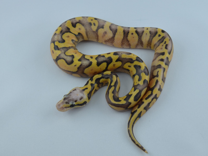 Super Pastel Genetic Banded Yellow Belly