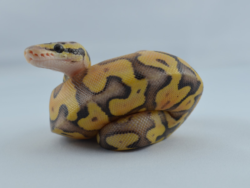Super Pastel Genetic Banded Yellow Belly
