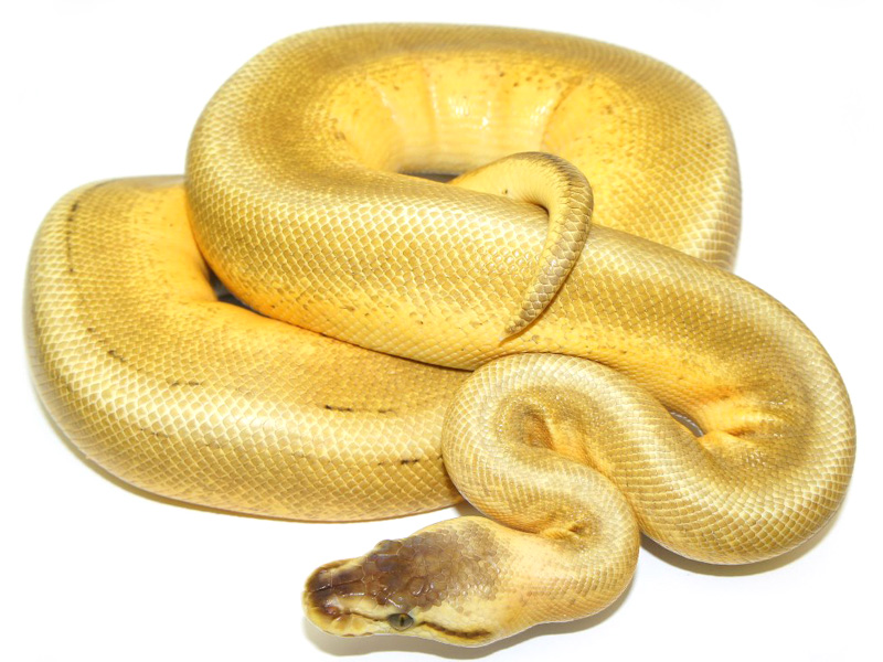 Super Pastel Genetic Stripe Pinstripe