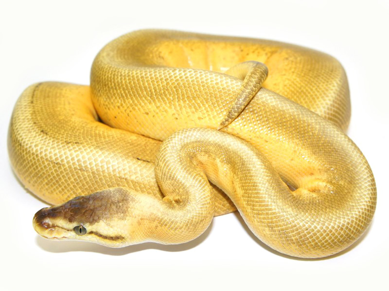 Super Pastel Genetic Stripe Pinstripe