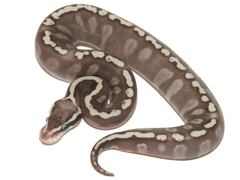 Super Pastel Ghi Mojave