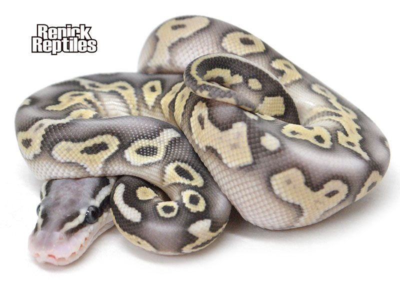 Super Pastel Lesser Chocolate