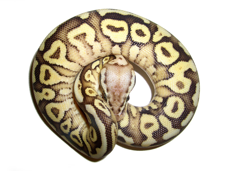 Super Pastel Lesser Spotnose