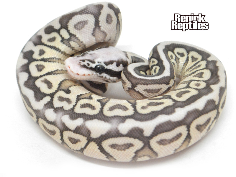 Super Pastel Lesser Spotnose